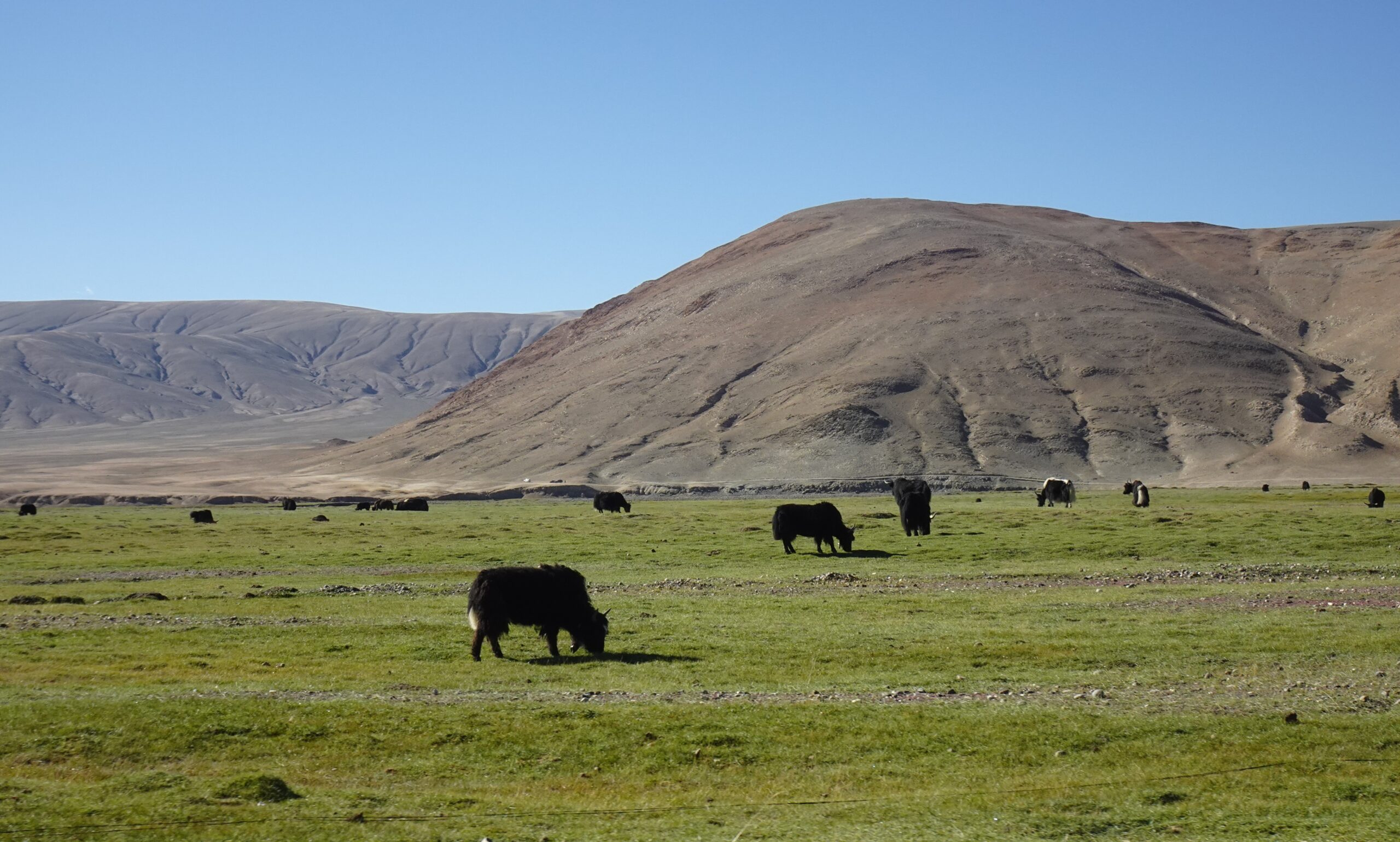 Ladak trip